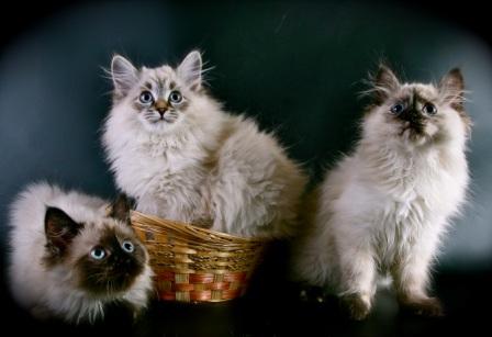 сибирские невские маскарадные котята