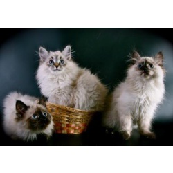 сибирские невские маскарадные котята