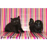 Котята британские плюшевые черные.