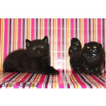 Котята британские плюшевые черные.