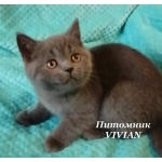 Британские клубные котята из питомника VIVIAN.