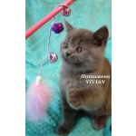 Британские клубные котята из питомника VIVIAN.