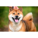 Кобель сиба-ину, шиба-ину, shiba inu открыт для вязок