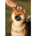 Кобель сиба-ину, шиба-ину, shiba inu открыт для вязок