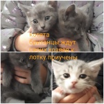 Котята и кошка британской породы