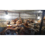 Купы несушки разных пород