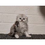 Продажа шотландских котят