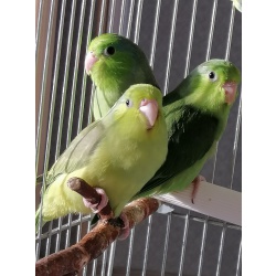 Воробьиные попугаи