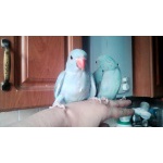 Ожереловые попугаи (птенцы 3 мес)
