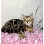 Британские котята