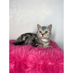 Британские котята