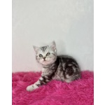 Британские котята