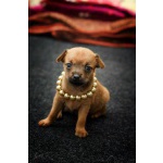 Рыжие русские той-терьеры 2 девочки. 20.08.12