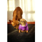 Рыжие русские той-терьеры 2 девочки. 20.08.12