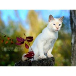 Эксклюзив! уникальный котёнок меконгский (тайский) бобтейл