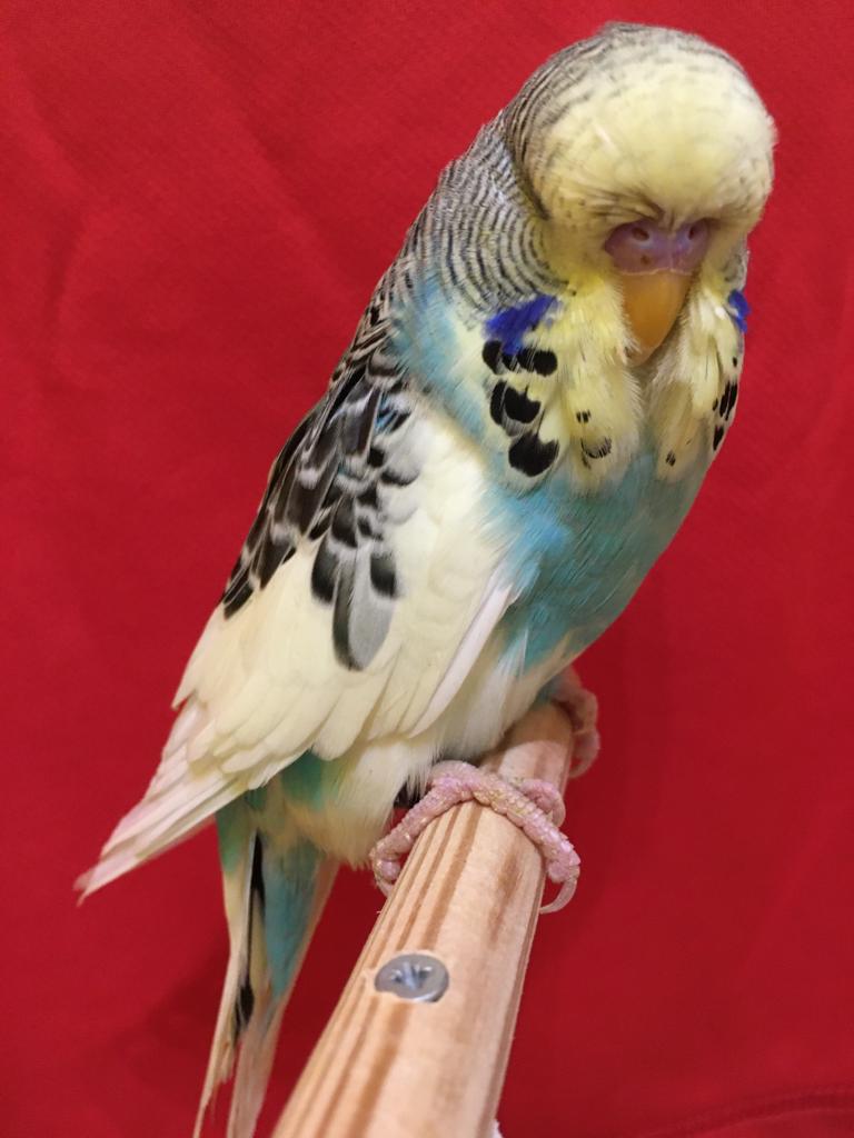 Выставочный попугай