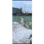 южнорусской овчарки щенок продаю