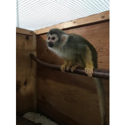 Купите обезьянку Саймири