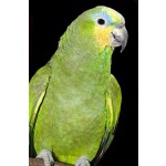 Купите попугая Венесуэльский Амазон