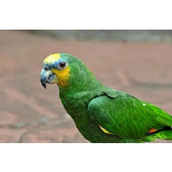 Купите попугая Венесуэльский Амазон