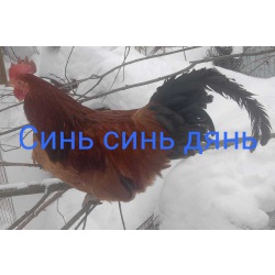 Редкие породы кур, цыплята