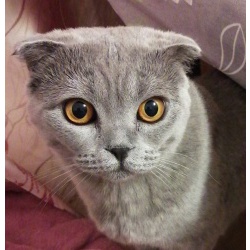 Шотландскийк котёнок