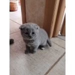 Шотландскийк котёнок
