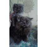 Персидские голубые чистокровные классические котята.