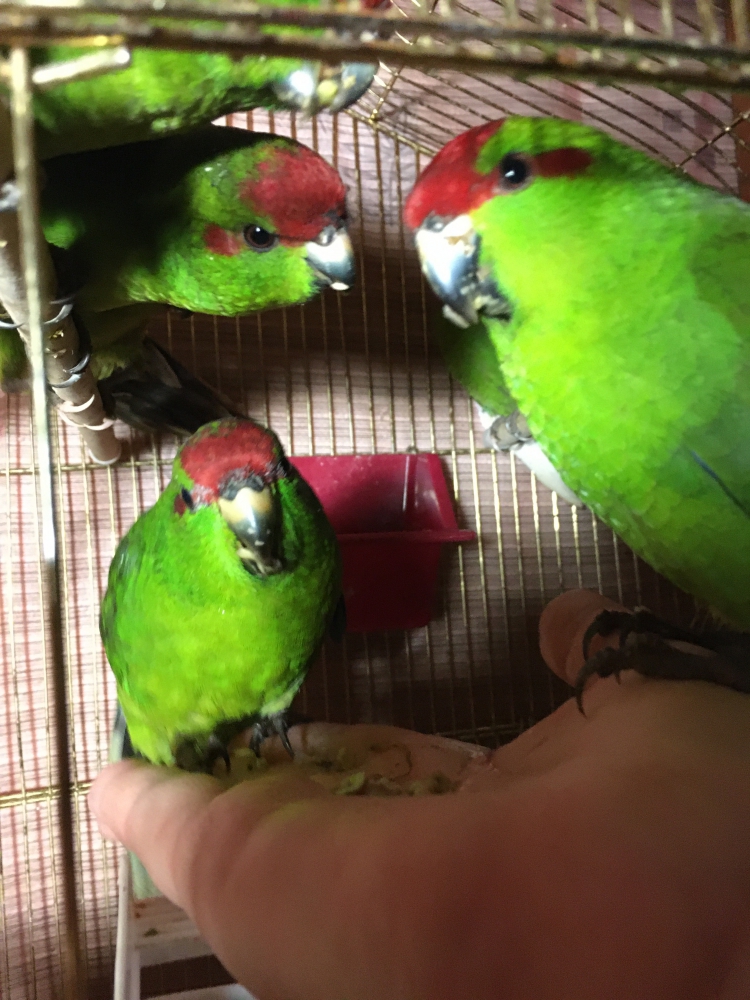 Птенцы попугаи-какарики