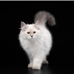 Невская маскарадная кошка (котята)