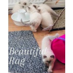 Ми-ми-мишные котята Рэгдолл