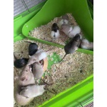 Крысы дамбо