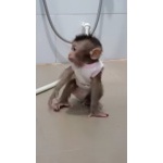 Купите обезьяну Макака Лапундер