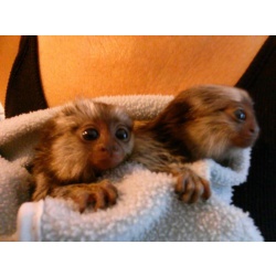 Gorgeous Marmoset Monkeys