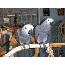 African Grey Birds Hand Reared, Very Tame