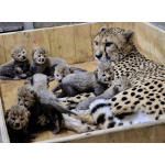 Available Cheetah Cubs Pets from South Africa