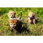 Available Cheetah Cubs Pets from South Africa