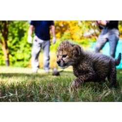 Available Cheetah Cubs Pets from South Africa