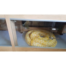 Albino Burmese pythons offer