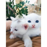 Белоснежные и серенькие котята, помесь турецкой ангоры