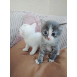 Белоснежные и серенькие котята, помесь турецкой ангоры