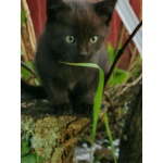 Черный гладкошерстый котенок, мальчик, с жёлто-зелёными глазками