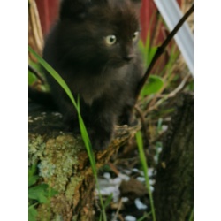Черный гладкошерстый котенок, мальчик, с жёлто-зелёными глазками