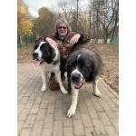 КИНОЛОГ: профессиональная дресировка собак