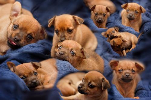 Рыжие русские той-терьеры 2 девочки. 20.08.12