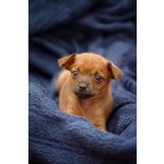 Рыжие русские той-терьеры 2 девочки. 20.08.12