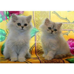Персидские котята в песцовых шубках