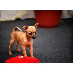 Рыжие русские той-терьеры 2 девочки. 20.08.12