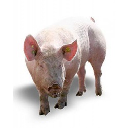 продажа свиней живым весом