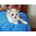Котёнок Рэгдолл